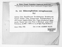 Chlorociboria aeruginascens image